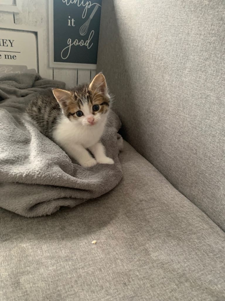 Kitten