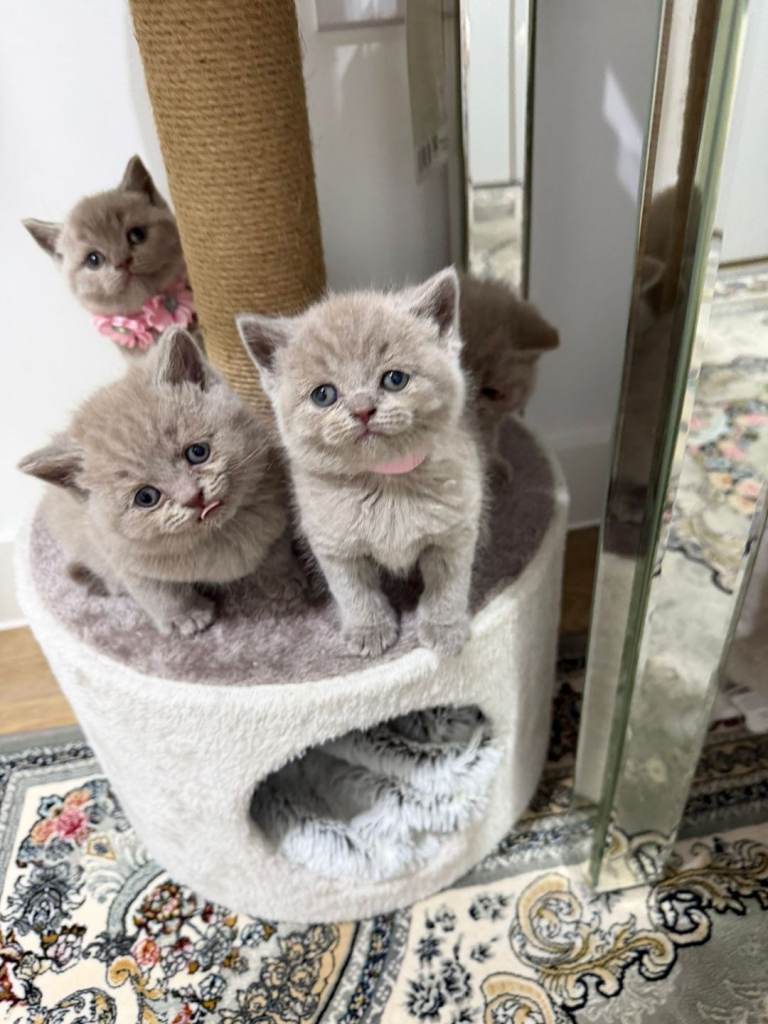 British shorthair kittens 