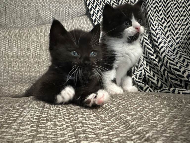 Black and white kittens
