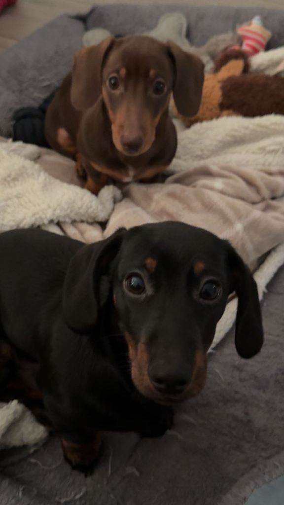 Two Dachshund puppies