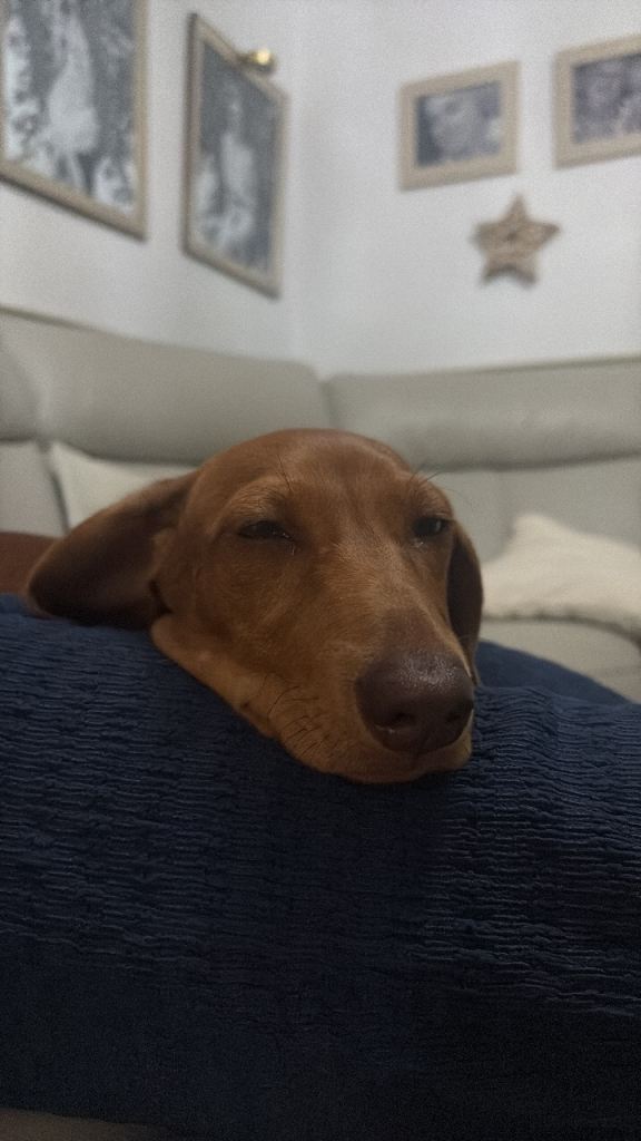 Pupp dachshund miniature 