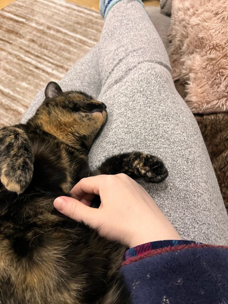 13-year old Cookie looking for a new home