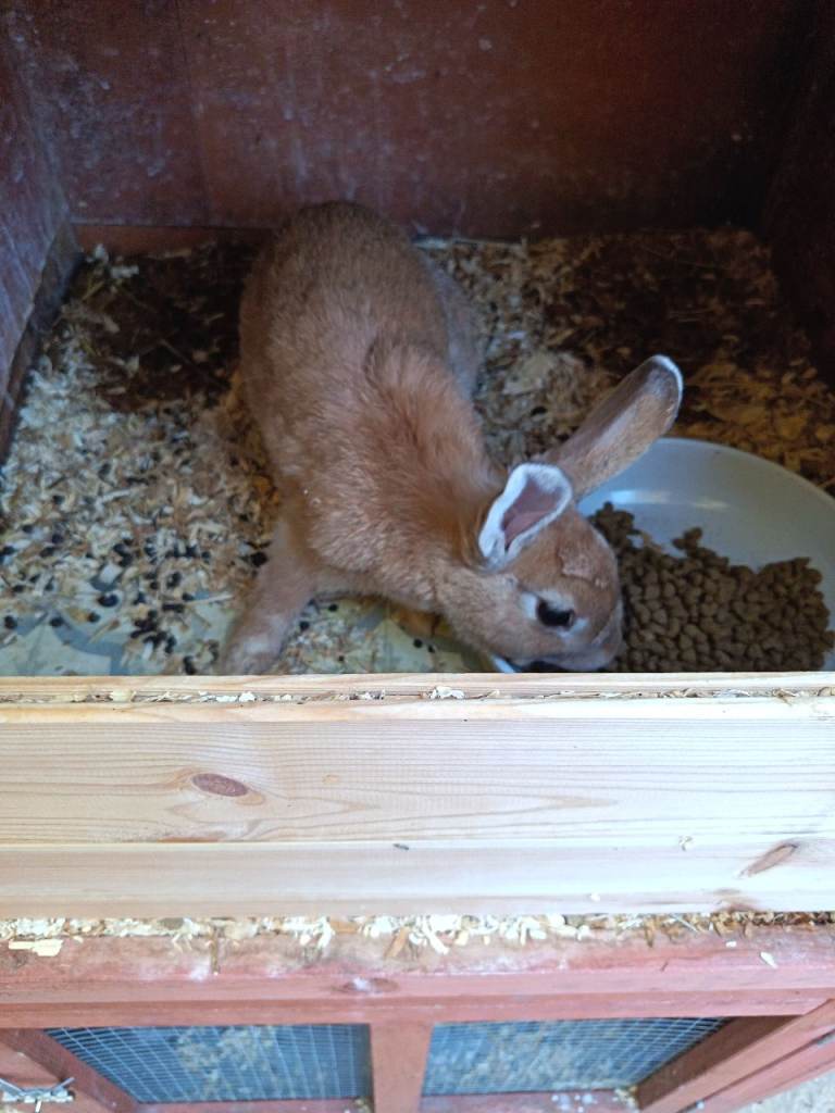 Female Rabbit