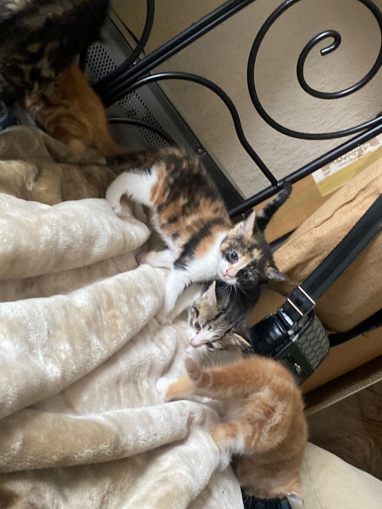 4 Adorable Tabby kittens