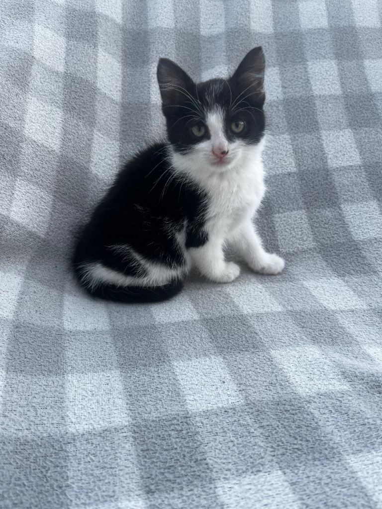 Female Kitten ready to leave 