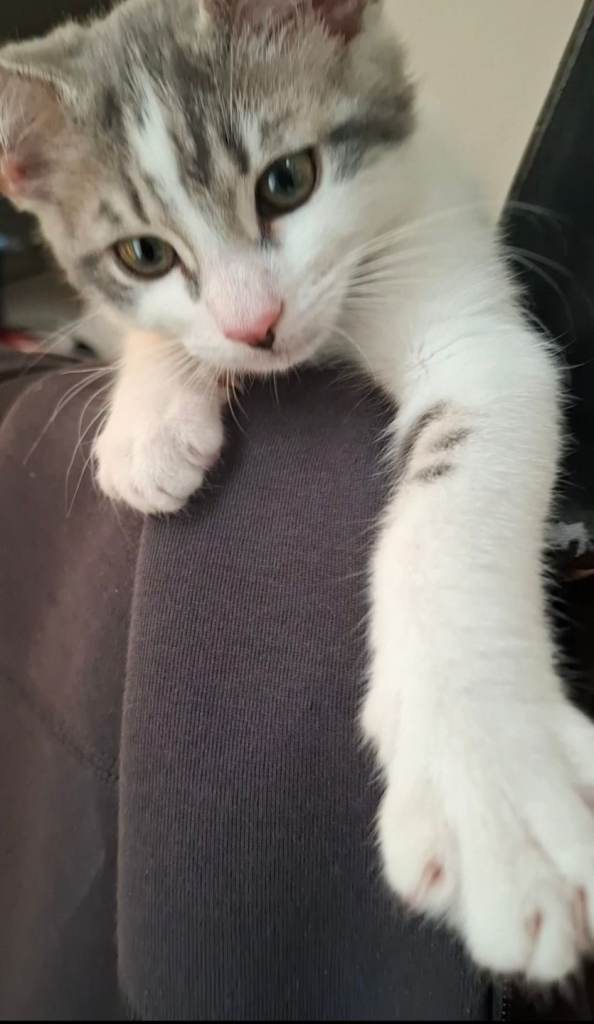 Playful and Affectionate kitten 