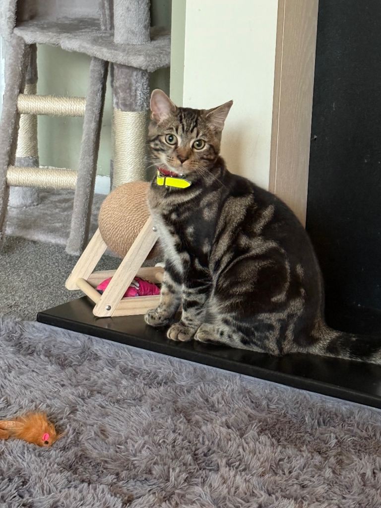 My baby’s needs rehoming 