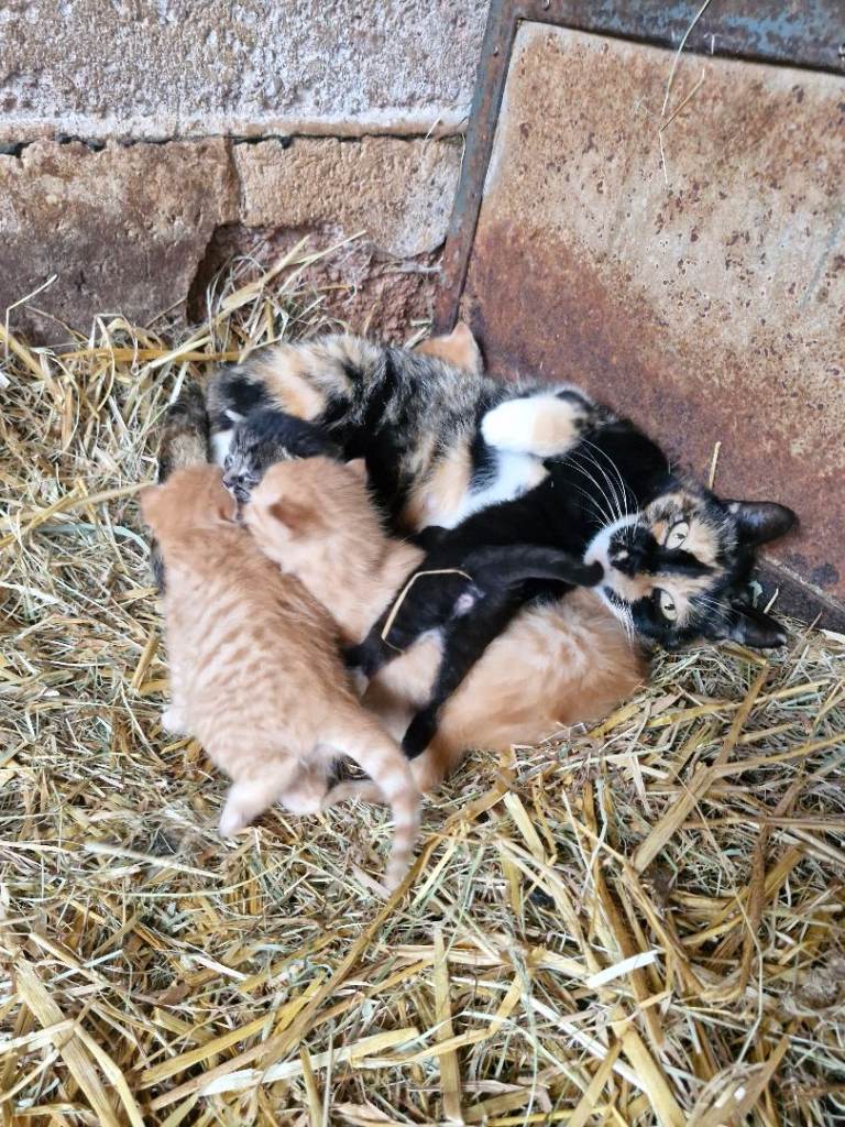 Beautiful ginger kittens 