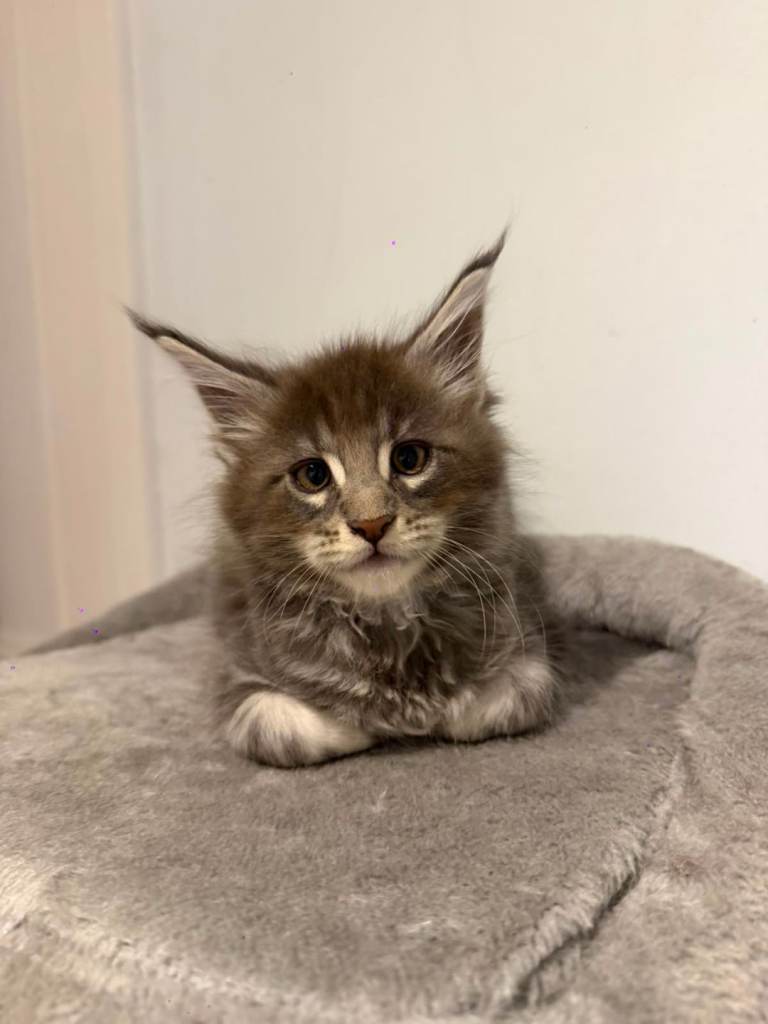 Maincoon kittens 🐈‍⬛🐈🐯