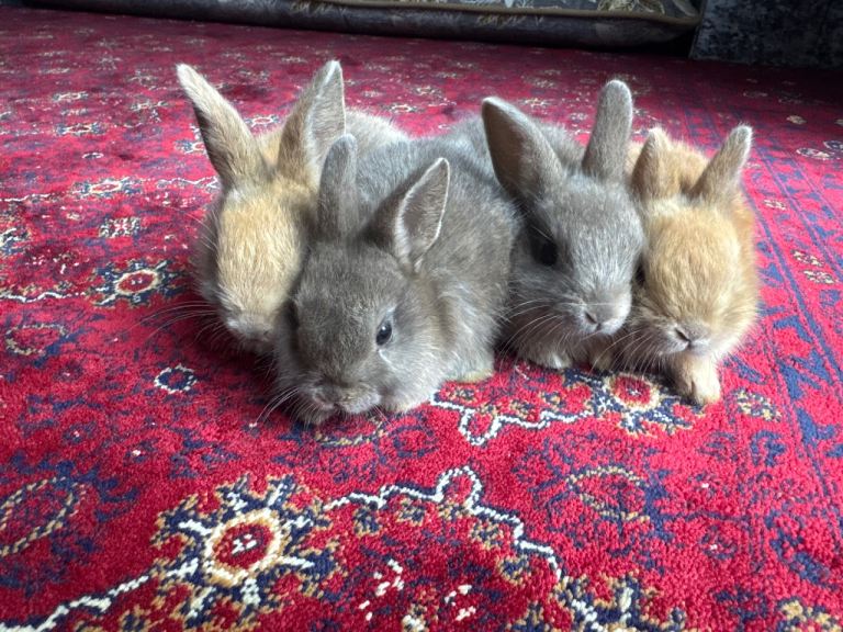 4 Cute baby bunnies 