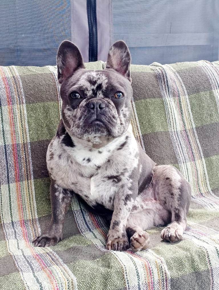 Male blue merle french bulldog