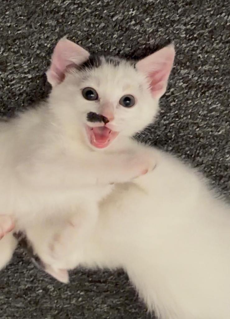 Beautiful kittens available 