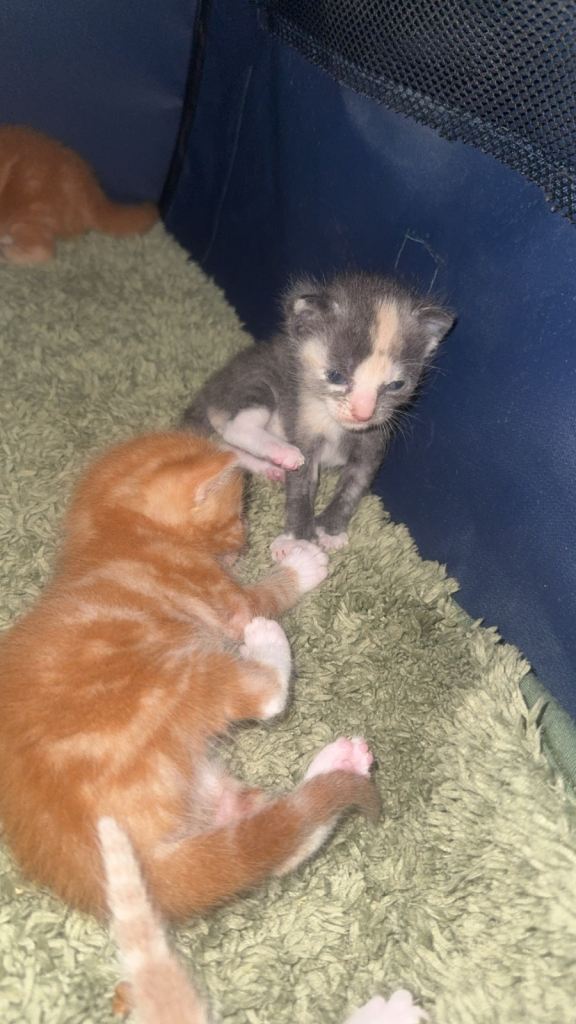 7 stunning kittens 