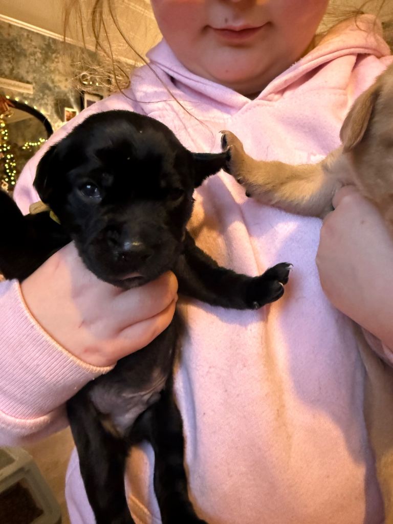 Labrador X Boxerdore puppies 