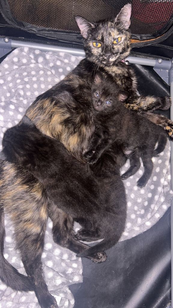 2 beautiful kittens