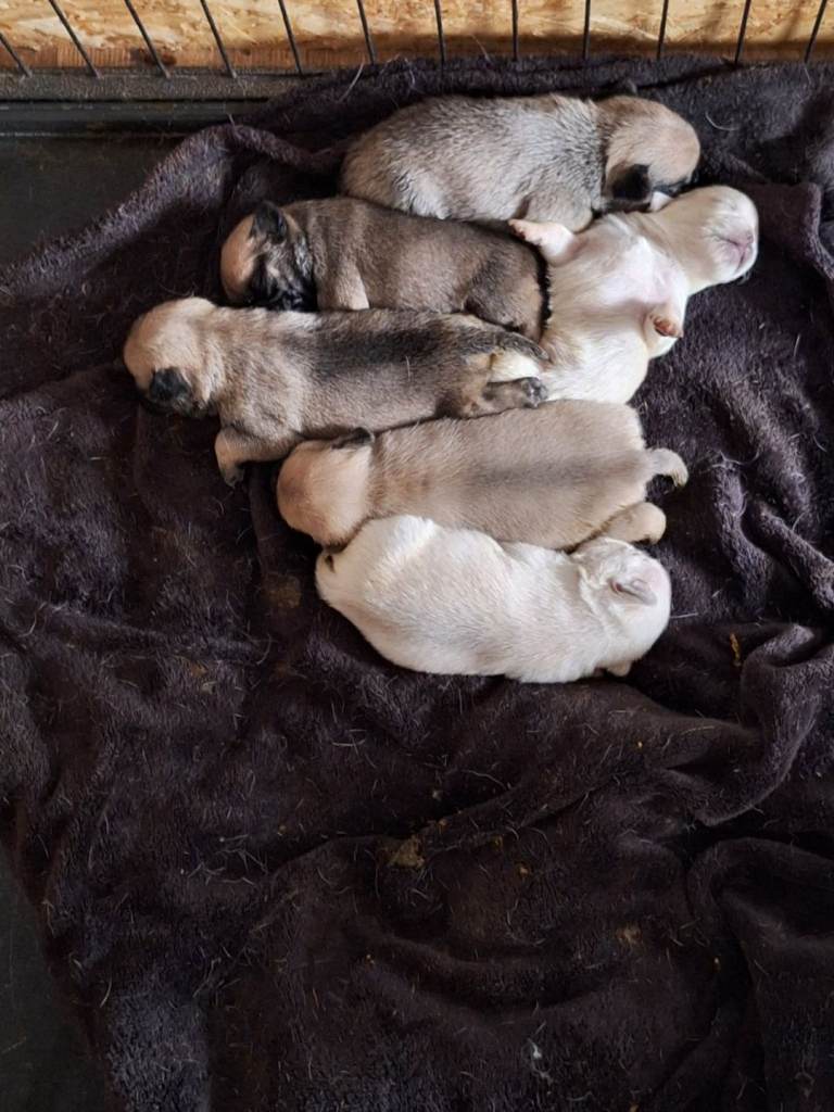 Pug puppies for sale