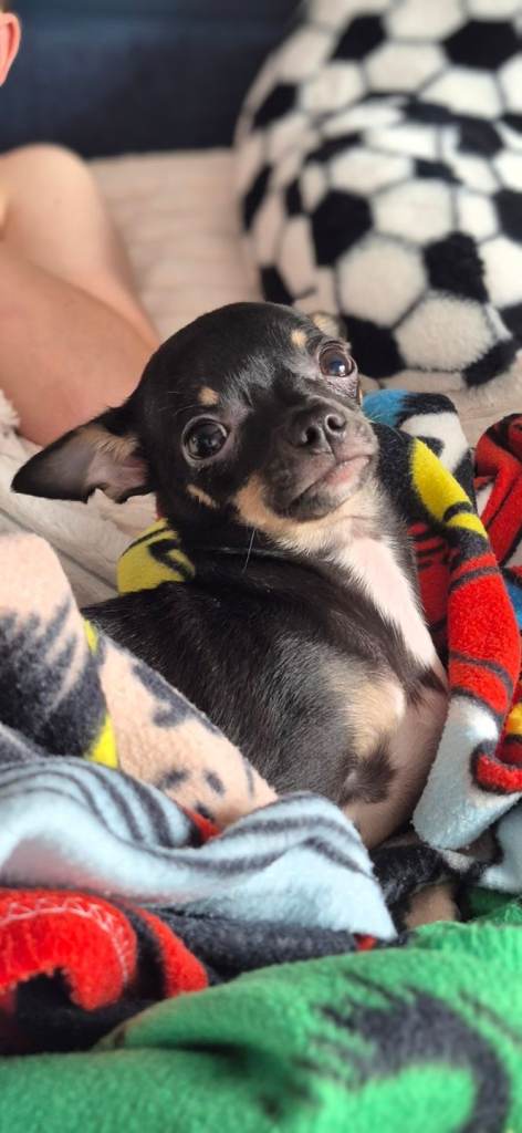 Male Chihuahua Puppy 