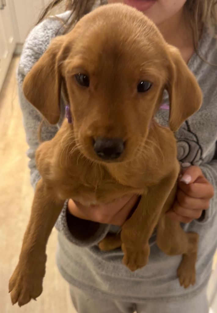 8 week old Fox Red Labrador ready to leave £900