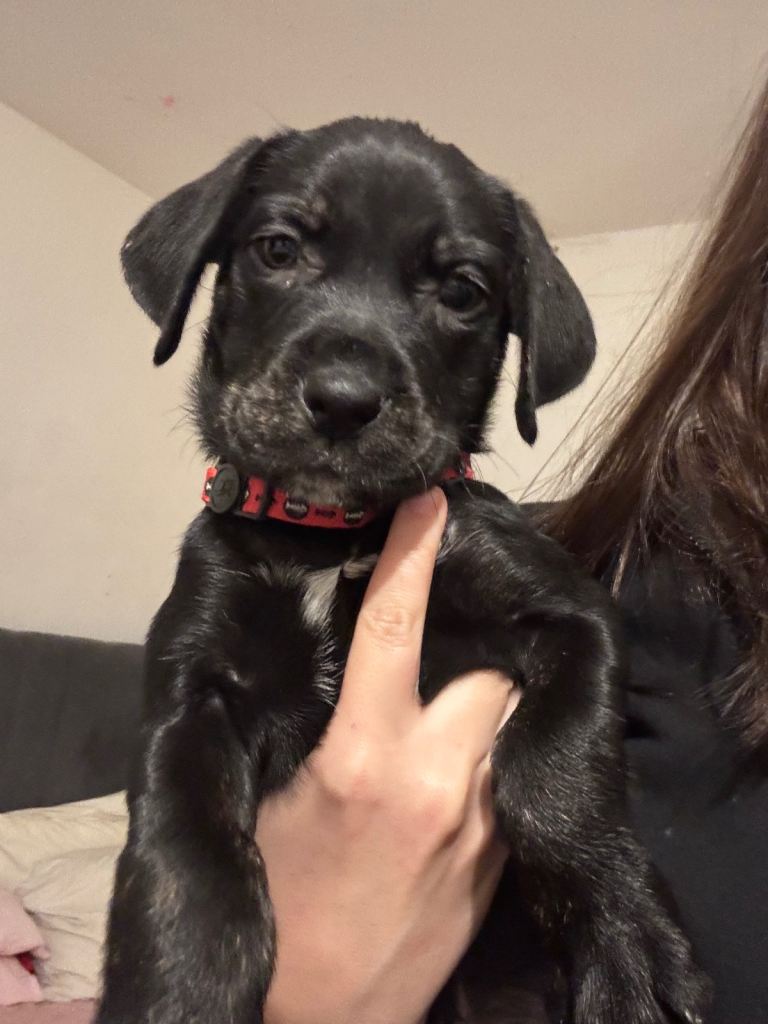 5 cane corso x Labrador puppies for sale.