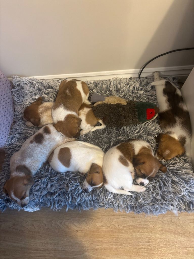 Jack Russell Puppies