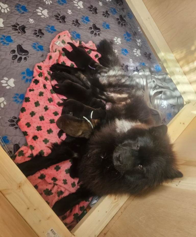 Chow Pei Puppies