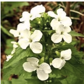 Various flower seeds - free - see description