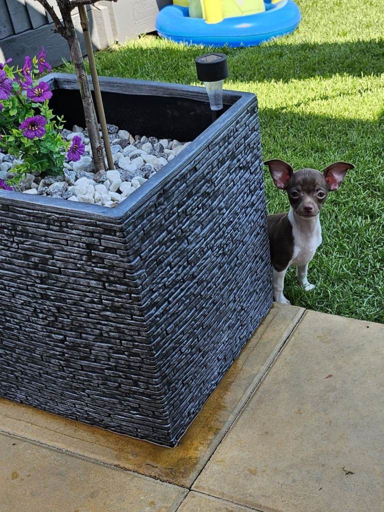 Chihuahua puppys