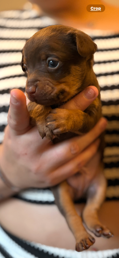 Chatterdale Puppies for sale