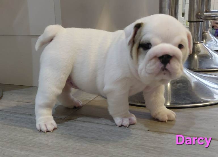 English Bulldog Puppies for Sale 