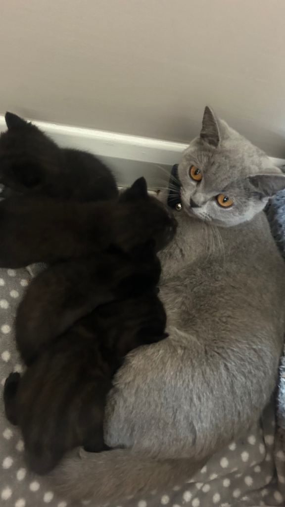 Stunning BSH X KITTENS