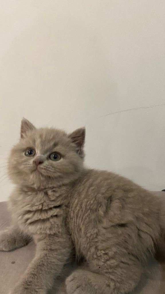 Lilac BSH kittens - open to offers 