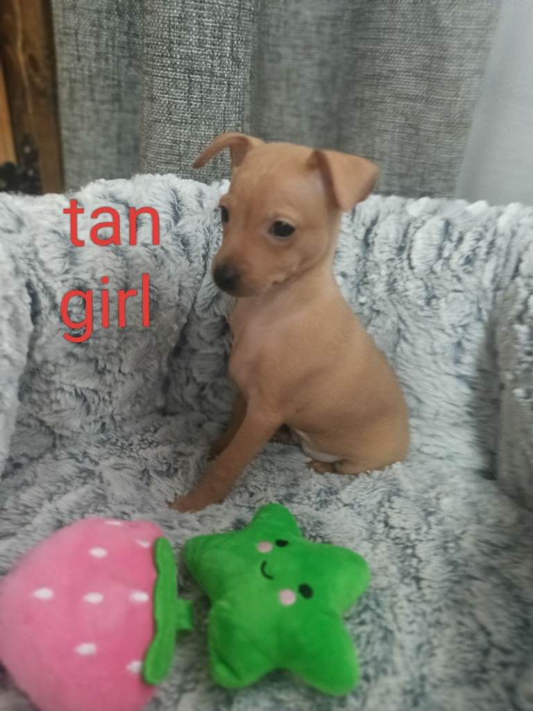 6 Beautiful Miniature pinscher puppies 