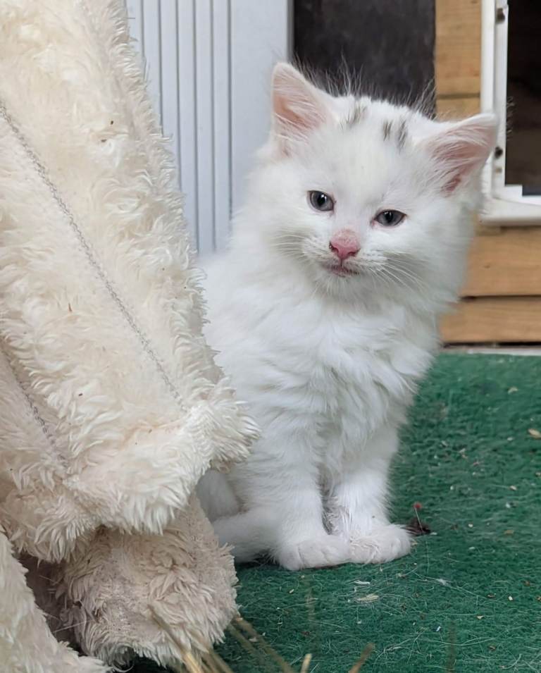 PREMIUM STUNNING LONG HAIRED KITTENS 
