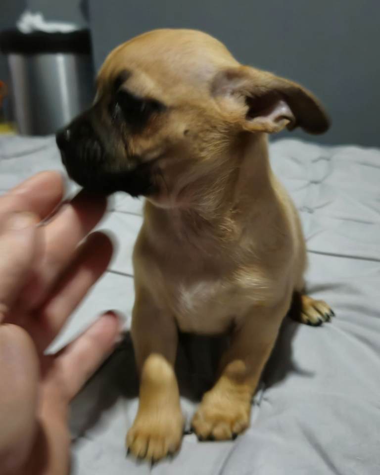 1 male chug puppy looking for forever home