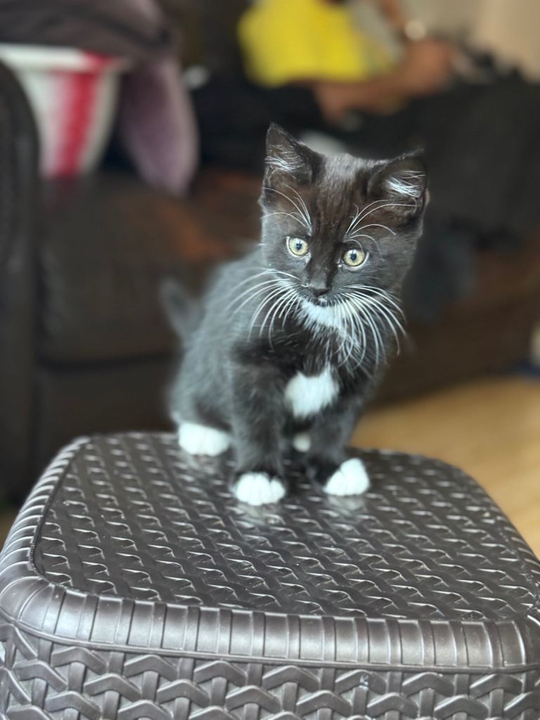 Cute Kitten for sale 