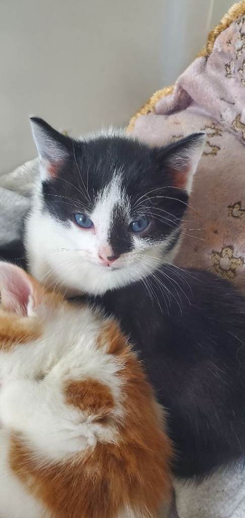 Kittens for sale 