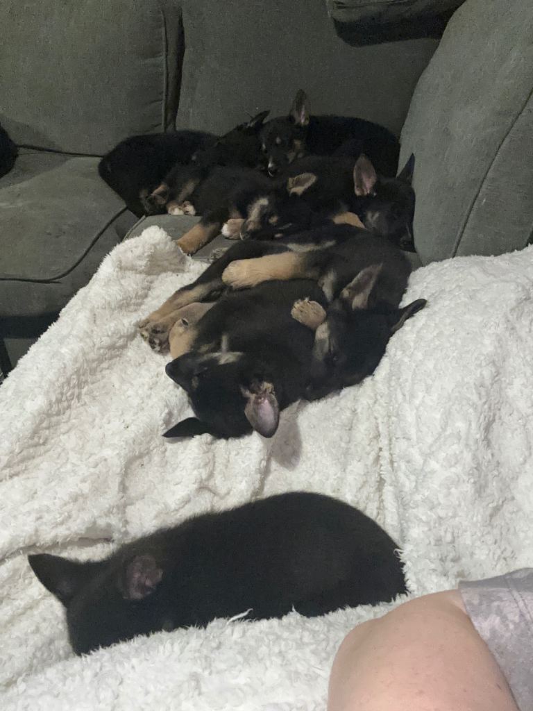 Puppies for sale 