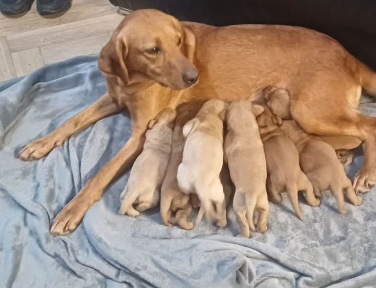FOX RED LAB RETRIEVER PUPS STUNNING COLOUR 