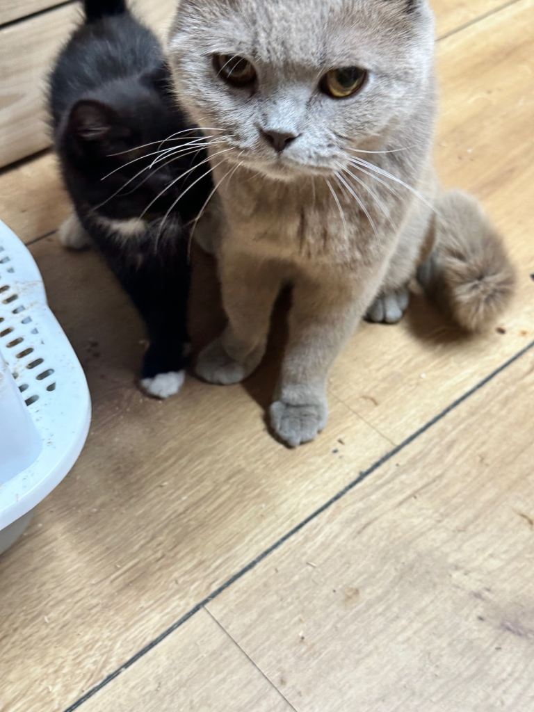 Kittens half British blue short hair 