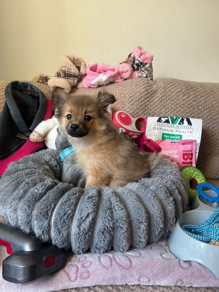 Pomeranian puppy looking for a forever home.