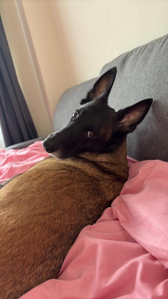 Looking for experienced dog sitter (Belgian Malinois) – 2 weeks