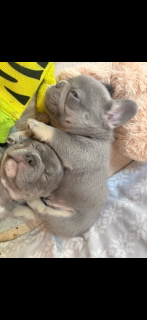 French bulldog puppies 