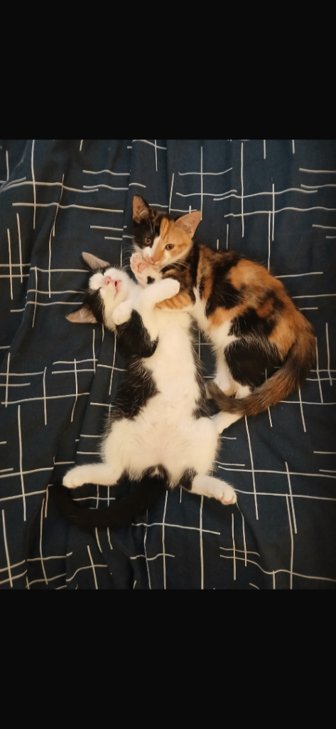 Kittens 
