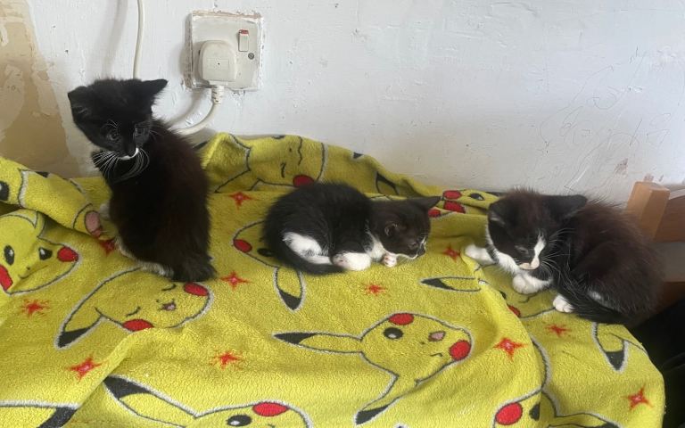 Kitten availble ready know 
