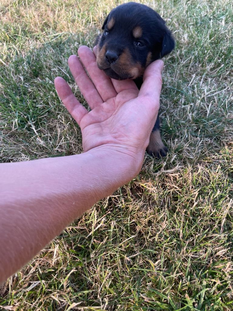 Rottweiler 