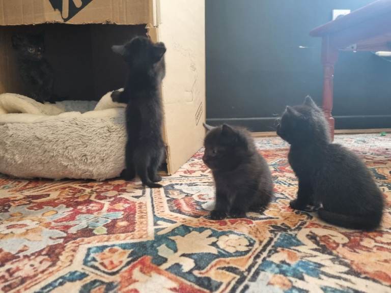 Kittens