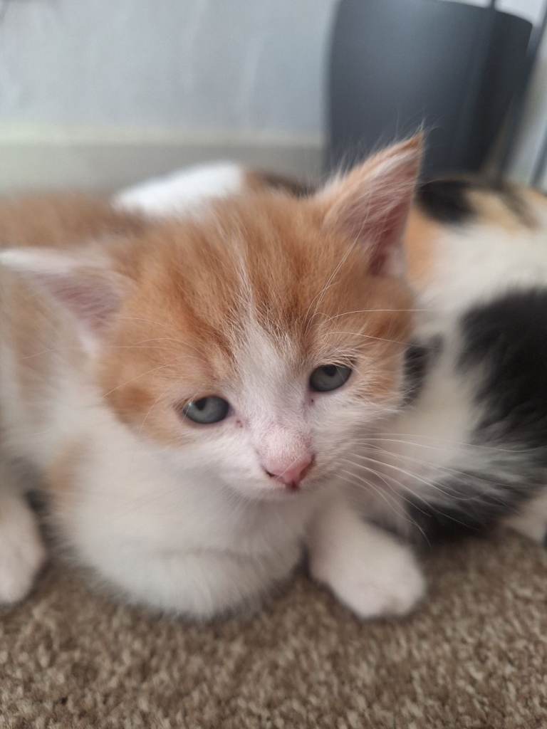 Lovley kittens ready to go