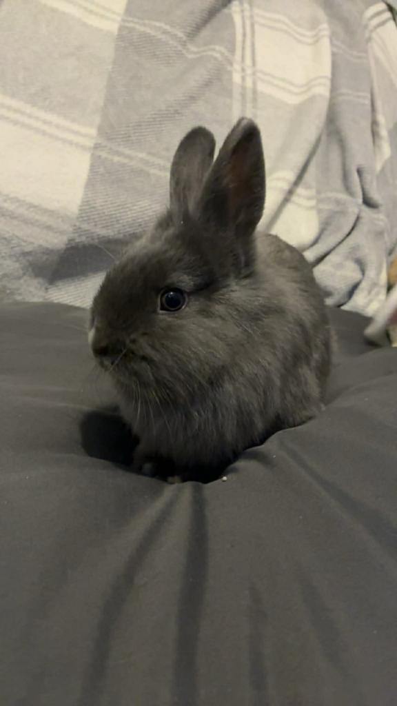Male lion head rabbit
