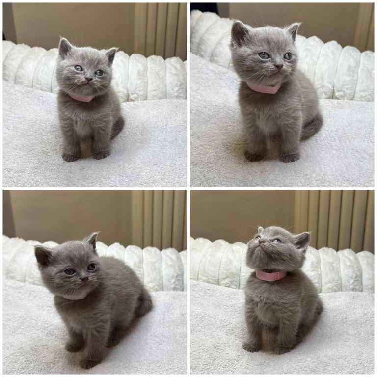 British short hair kittens 