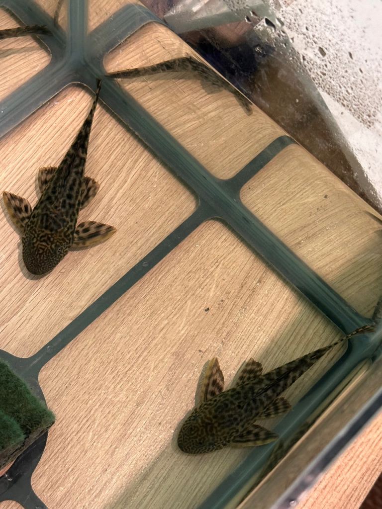 Pleco fish for sale I have 2 